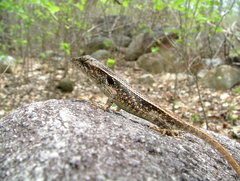 Sceloporus siniferus