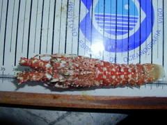 Palinurus mauritanicus