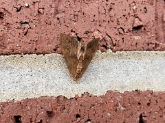 Elophila gyralis
