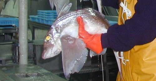 Rabbit fish (Chimaera monstrosa) — Chimaeridae — 4