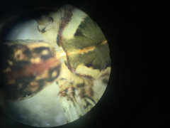 Dolomedes tenebrosus