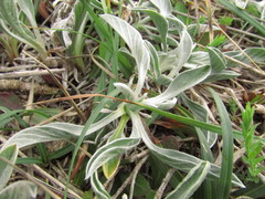 Convolvulus lineatus
