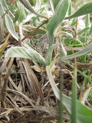 Convolvulus lineatus