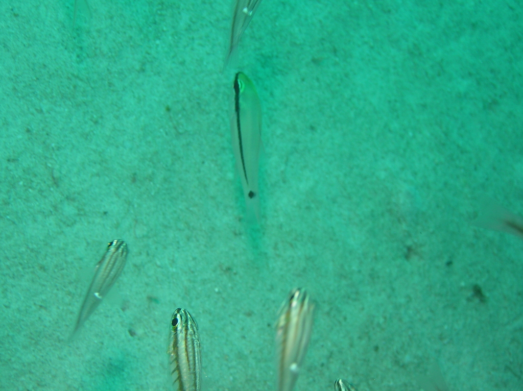 bridled cardinalfish