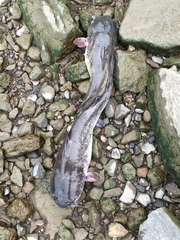 Ameiurus catus