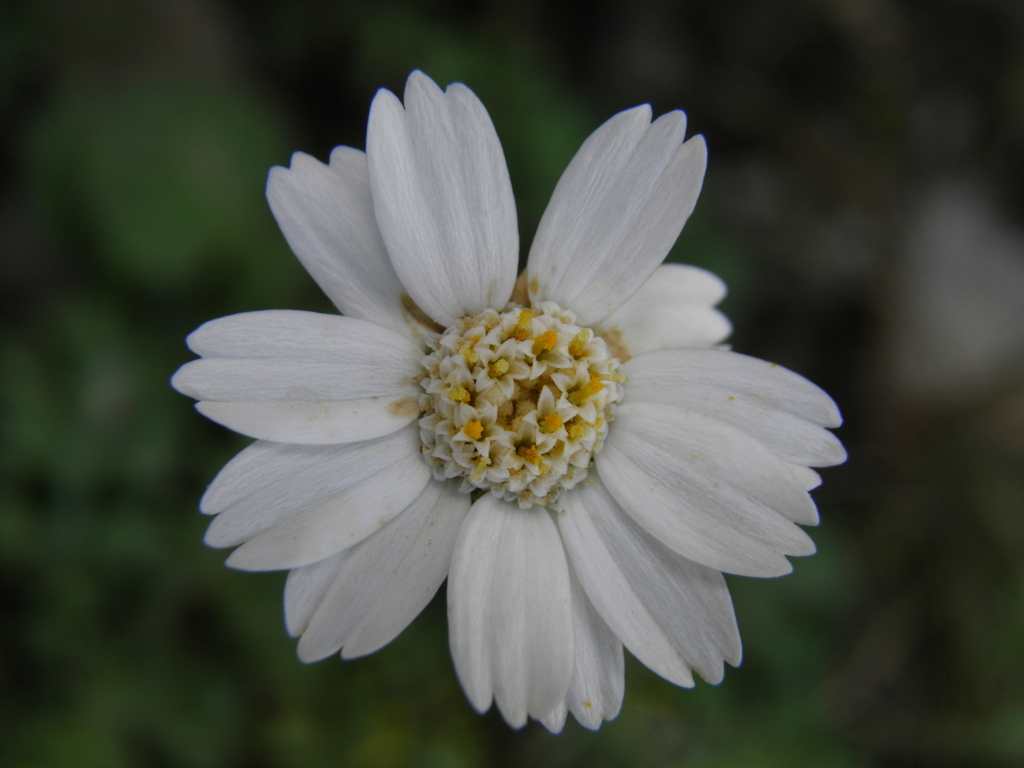 Achillea occulta