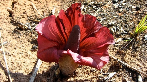 Amorphophallus abyssinicus