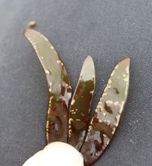 Chondracanthus spinosus