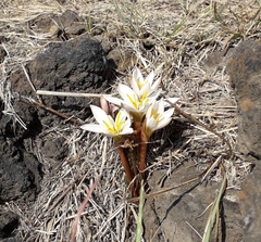 Zephyranthes fosteri