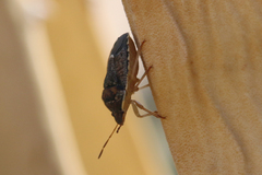 Holcostethus abbreviatus