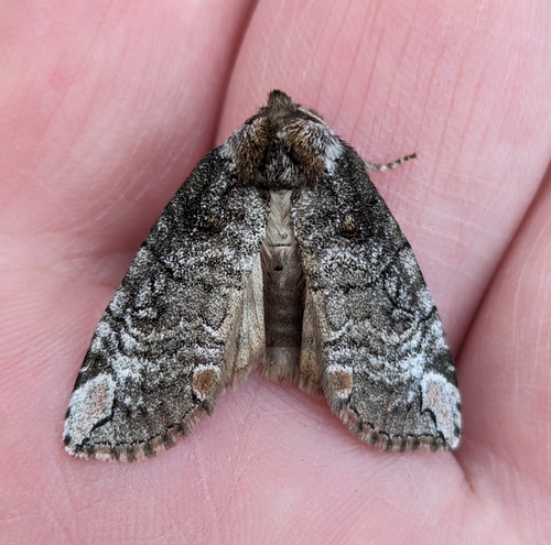 Dogwood Thyatirid Moth photo 3