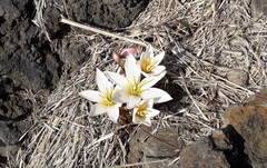 Zephyranthes fosteri