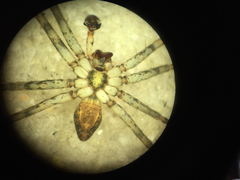 Dolomedes tenebrosus