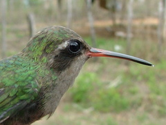 Cynanthus doubledayi