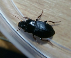 Harpalus