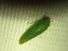 Rugosana