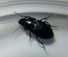 Harpalus