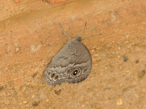 Grizzled Bush Brown