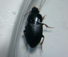 Harpalus