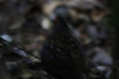 Odontophorus gujanensis