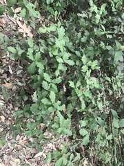 Quercus porphyrogenita, photograph (c) Adriana Nelly Correa Sandoval, some rights reserved (CC BY)