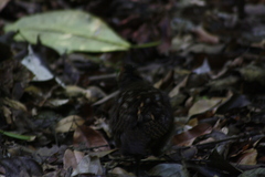 Odontophorus gujanensis