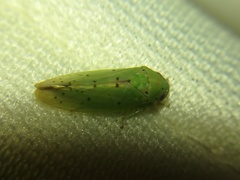 Ponana