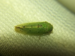 Ponana