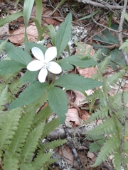 Anemonoides lancifolia