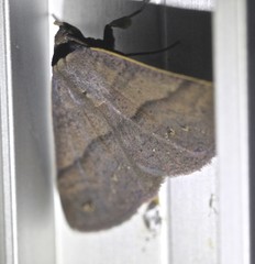 Ophyx eurrhoa