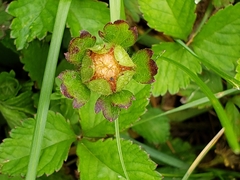 Potentilla indica
