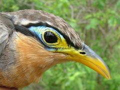 Morococcyx erythropygus