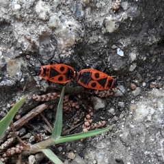 Pyrrhocoris apterus