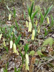 Uvularia puberula