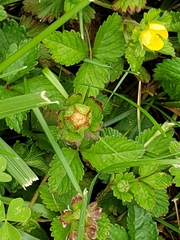Potentilla indica