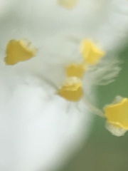 Tradescantia brevifolia