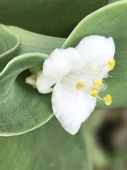 Tradescantia brevifolia