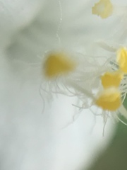 Tradescantia brevifolia