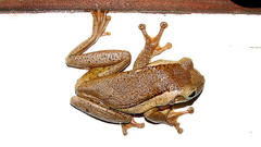 Trachycephalus mesophaeus