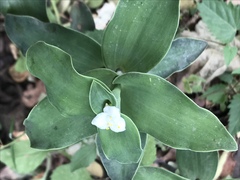 Tradescantia brevifolia