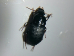 Harpalus