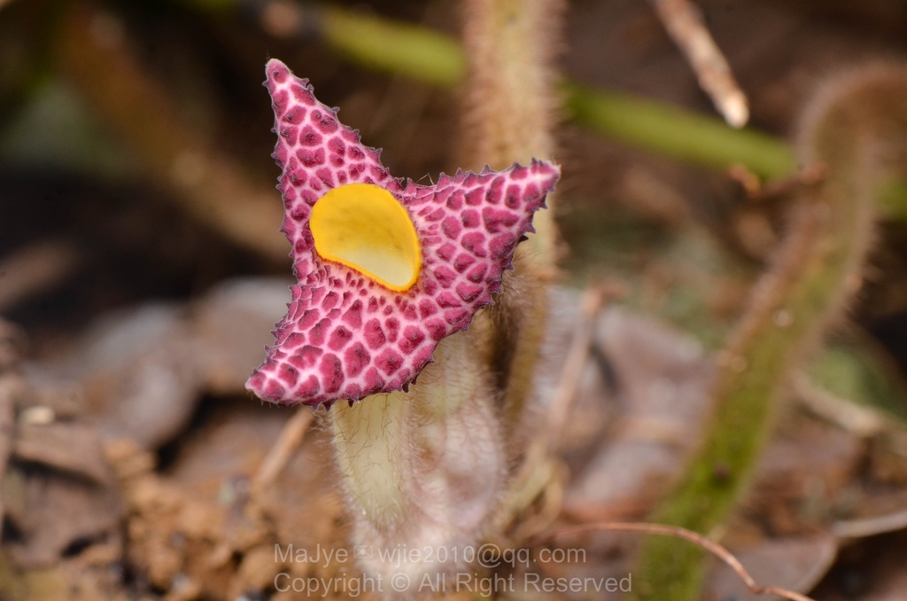 Aristolochia kwangsiensis (Aristolochia kwangsiensis)