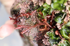 Lomentaria hakodatensis