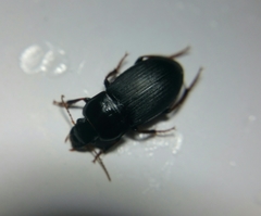 Harpalus