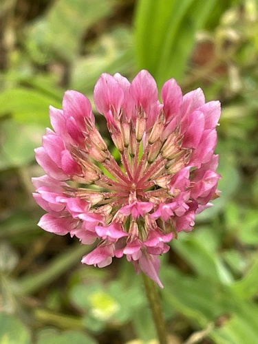 Trifolium repens