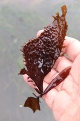 Chondracanthus spinosus