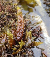 Chondracanthus spinosus