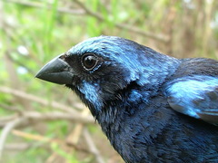 Cyanocompsa parellina