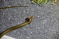 Ophisaurus compressus