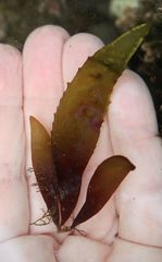 Chondracanthus spinosus